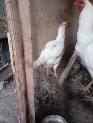 возьму собаку в добрые руки: Срочно продам курочку возраст 1,3 год — 1