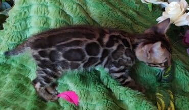 леопардовая кошка цена: Бенгальские котята !!! домашние. мини леопардики. Друзья у нас — 12