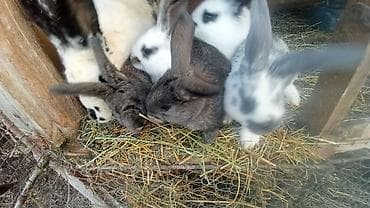 животные птицы: Продаю | Крольчата | Французский баран | Для разведения — 2