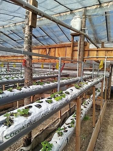 наружный декор: Комплект для выращивания клубники в теплице на кокосовом субстрате - — 3