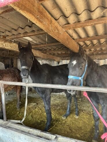 сколько стоит сиамская кошка в сомах: Продаю | Жеребенок | Для разведения | Племенные — 1