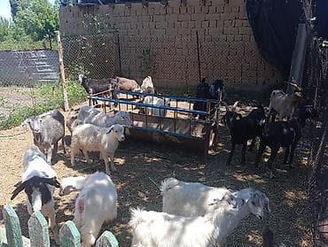 кости собакам: Продаю | Коза (самка), Козёл (самец), Козлёнок | Полукровка, Нубийская | На забой, Для разведения, Для молока | Племенные, Котные, Осеменитель — 7