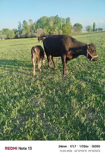 рыба гарбуша: Продаю | Корова (самка) | Для разведения | Привязанные — 5