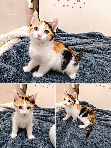 голубая вислоухая кошка: 3 месяца, Девочка — 2