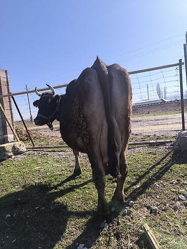 купить собаку джек рассел терьер: Продаю | Корова (самка) | Для молока | Привязанные — 3
