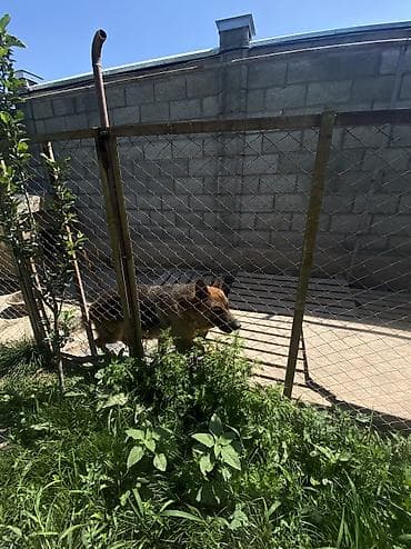 овчарка кучук: Овчарка, 1 год, Самец, С прививкой — 4
