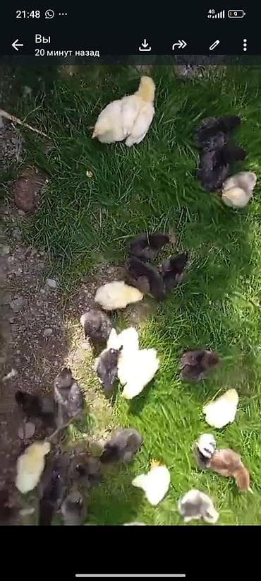 Айыл-чарба жаныбарлары: Сатам | Балапандар | Үй | Союуга — 1