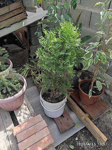 цианид калия цена: Туя в контейнере, 10 в литровом ведре. прошу 1000с. находится в — 1