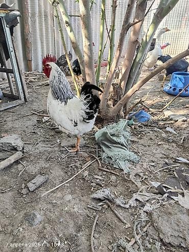 птица манаса: Продаю | Петух | Домашняя | Для разведения — 4
