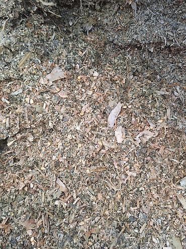 попкорм кукуруза: Кукурузный силос (рубленая зеленая масса с зерном) - Состав — 1