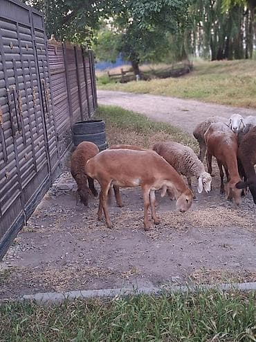 кох брама: Продаю | Овца (самка) | Эдильбаевская | На забой — 2