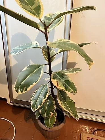 цветок фуксия: Фикус эластика вариегатный (Ficus elastica Tineke) 70- 80см - — 2