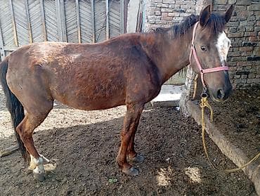 баран кант: Продаю | Кобыла (самка) — 1