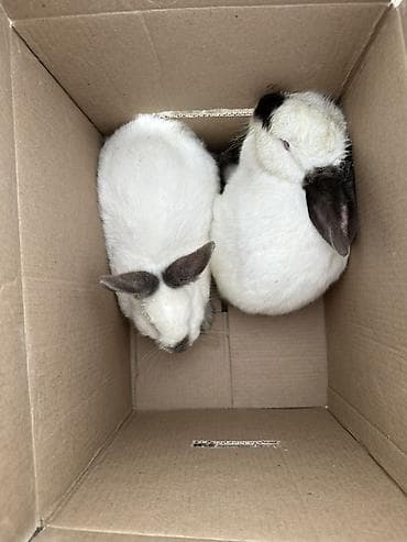 Продам с/х животных: Продаю | Крольчата | Декоративная | Для разведения — 2