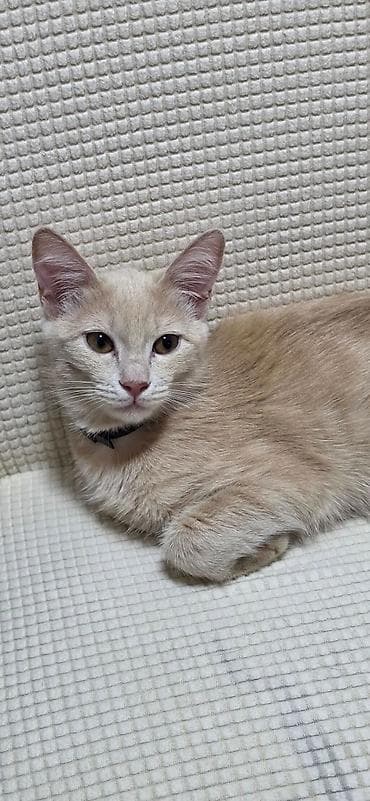 scottish fold: Мальчик.котенок 7 месяцев, очень спокойный,приучен к лотку — 2