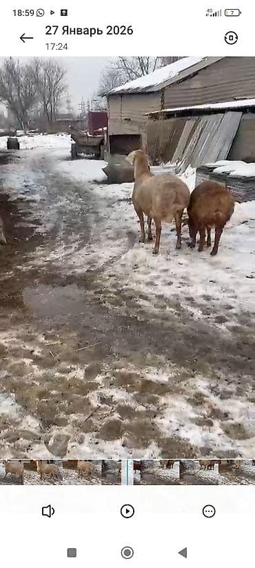 Другие животные: Продаю | Баран (самец) | Для разведения — 2