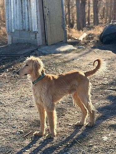 Услуги ветеринара: Продаётся собака породы борзая (тип аfган/салюки): высокая, стройная — 3