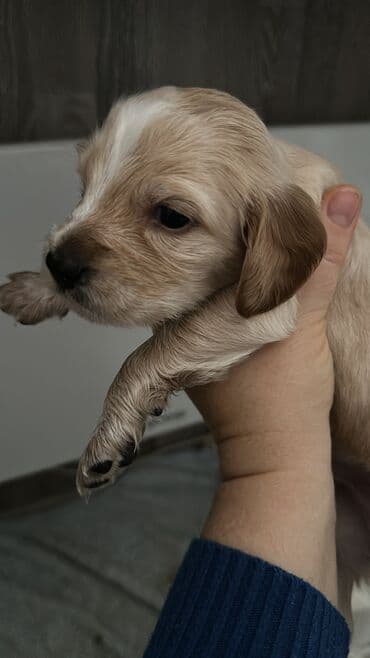 купить собаку объявления: Кокер-спаниель, 1 месяц, Самец — 2