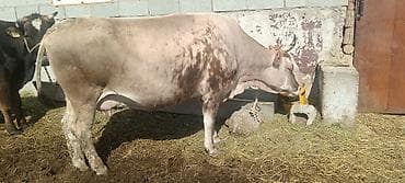 куплю корову на мясо: Продаю | Корова (самка) | Полукровка | Для молока | Привязанные — 1