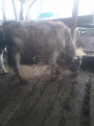 кочкор жер: Сатам | Бука (эркек) | Бордоп семиртүү үчүн — 3