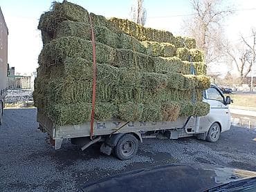 лекарство для животных: Клевер 2укос сено доставка есть зелёный тюки плотные — 1