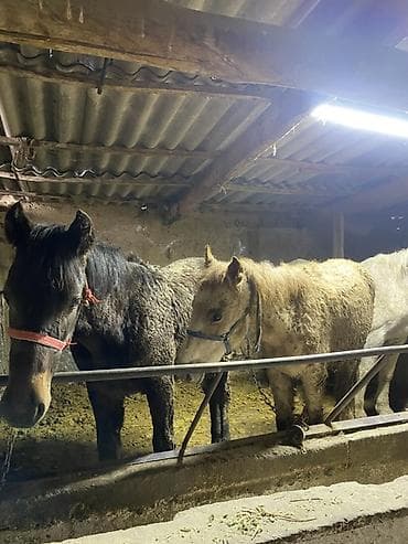 умные собаки: Продаются пони/малорослые лошади (несколько голов) в денниках — 3