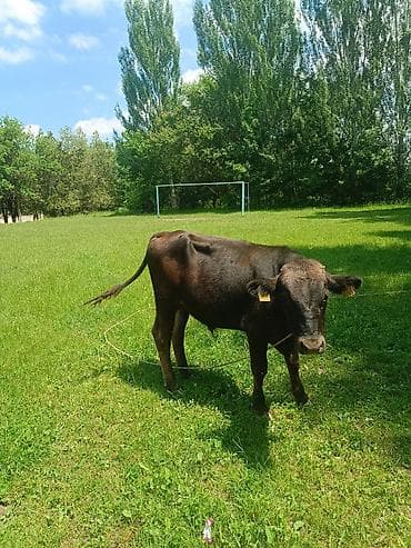 невская маскарадная кошка: Продаю | Бык (самец) — 2