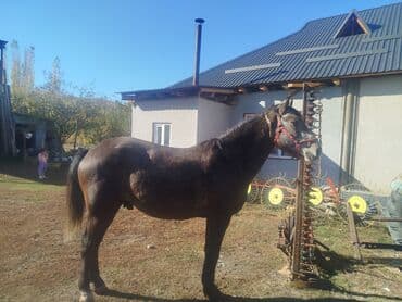 домик для кота: Сатам | Бээ (ургаачы) | Жумушка — 1