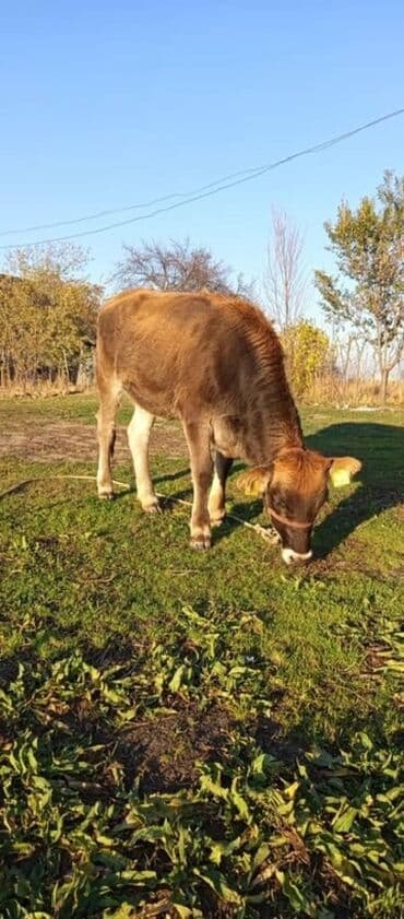 собака доберман сколько стоит: Сатам | Бука (эркек) | Аргын | Бордоп семиртүү үчүн | Байланган — 2