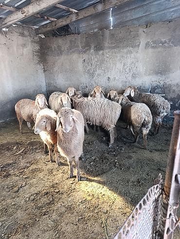 купить ягнята: Продаю | Овца (самка) | На забой — 2