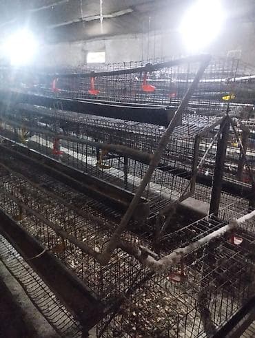 Клеточные батареи для содержания птицы (яичный кросс)1комплек7500