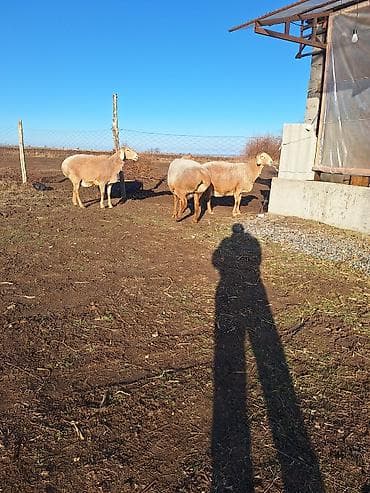 ящик для хранения: Продаю | Овца (самка) | Для разведения | Матка — 1