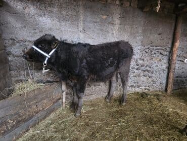 купить чистокровную немецкую овчарку: Продаю | Музоо, торпок | На откорм | Привязанные — 9