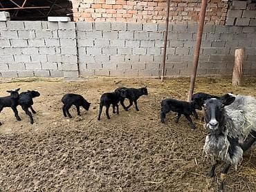 Рыбы: Продаю | Овца (самка) | Для разведения | Матка — 3