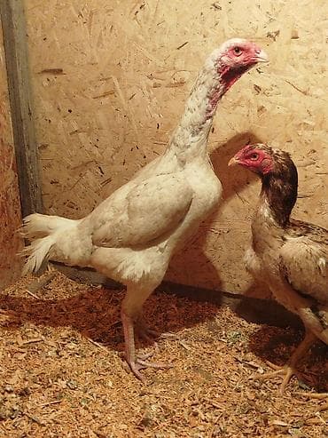 лучший ветеринар бишкек: Дакан ак мекиштер сатылат активный алмашу жолдору бар адрес Заря — 1