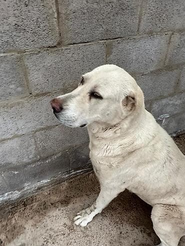 Собака даром: Алабай, 5 лет, Самка