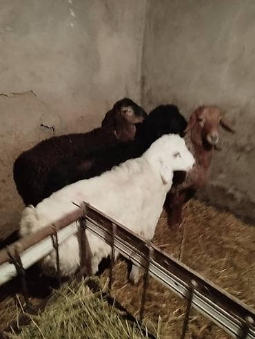 кой овца: Продаю | Овца (самка) | Для разведения | Матка — 2