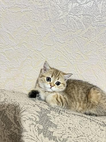 белый шотландский котенок: Скотиш Страйт (Шотландская прямоухая), 2 месяца, Девочка, Приучена к лотку — 2