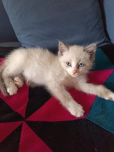 кошка ориентал: Кошка даром: Беспородная, 2 месяца, Мальчик, Приучена к лотку — 6