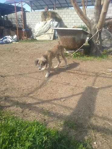 гуси мамуты купить: Щенок борзой (помёт деревенского типа) - Порода: борзая (длинноногий — 3