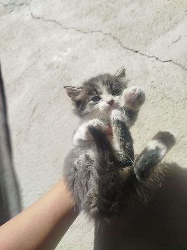 үй жаныбарлар: Котенок мальчик. отдам в добрые руки.
Чолпон ата. Долинка — 1