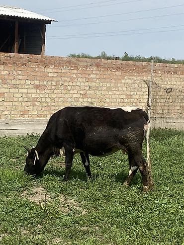 меренос бараны: Продаю | Корова (самка) | Полукровка | Для разведения | Стельные — 4