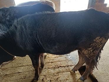 Үй жаныбарлары: Сатам | Уй (ургаачы), Бука (эркек), Кунаажын | Алатоолук | Байланган — 4