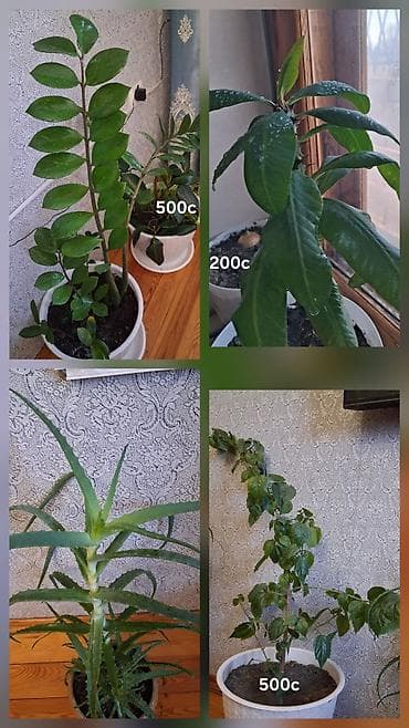 Швейная машинка 3500,нитки мешок 500,комнатные цветы от 200 до