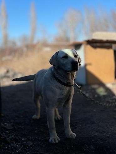 лабладор собака: Лабрадор-ретривер, самка, светло-бежевый (палевый) окрас. Крупный — 4