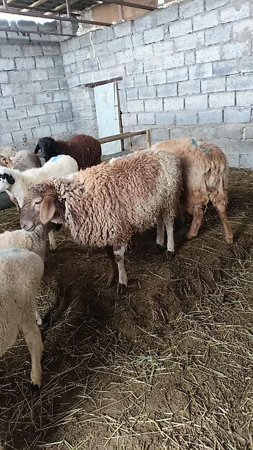 на баран: Продаю | Баран (самец) | Полукровка | На забой | Ярка — 3