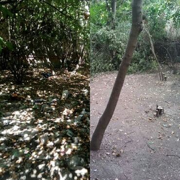 садовник требуется: Уборка территории, Уход за деревьями — 2