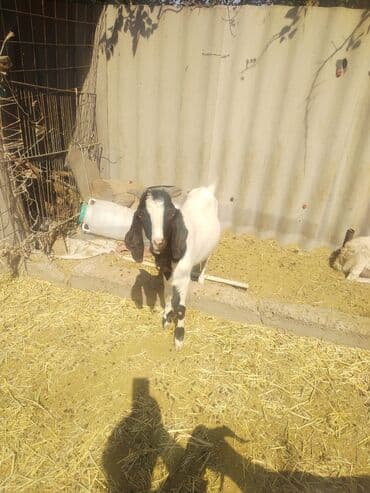 домашние птицы: Продаю | Козёл (самец) | Битал, Зааненская | Для разведения — 5