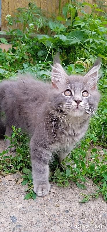котят бесплатно: Мейн-кун, 3 месяца, Мальчик, Приучена к лотку, Проглистована — 3
