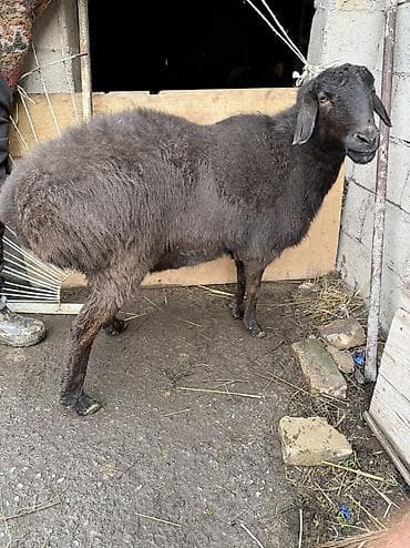 на забой: Продаю | Овца (самка) | Для разведения, На забой | Матка — 2